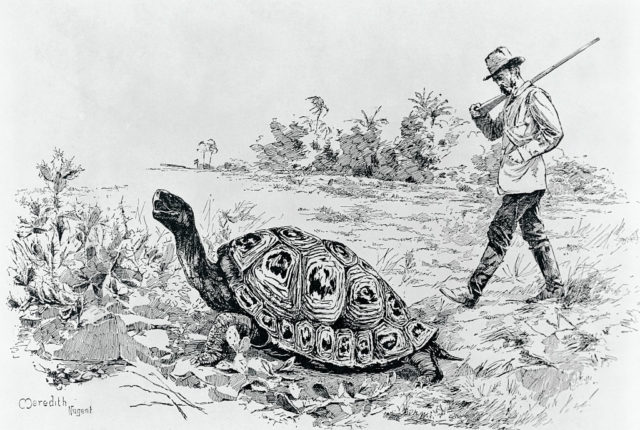 Line drawing of Darwin, with a hat and a stick, walking alongside a turtle.