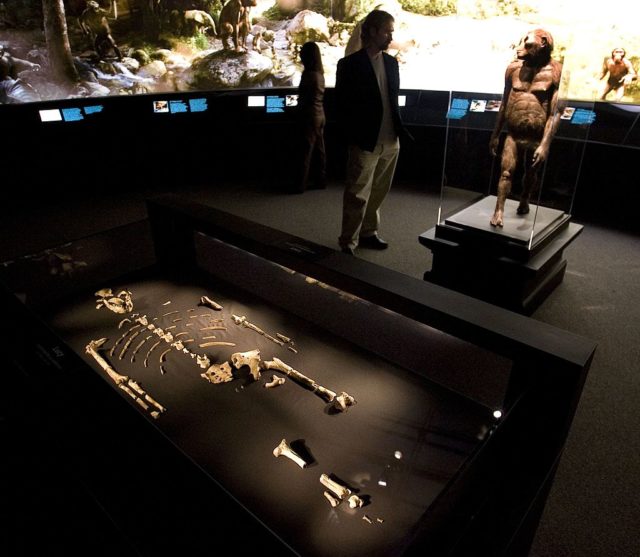 Coloured photo of early human ancestor bones lying on a table with a museum exhibit surrounding it.