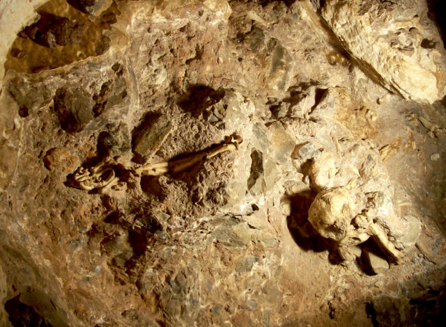 Coloured photo of the bones of human ancestors discovered embedded in rock.