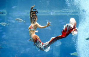 Coloured photo of a woman in a mermaid tail swimming with fish underwater.