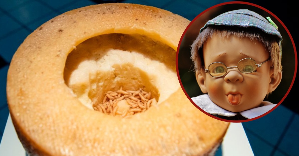 Casu Marzu, the MaggotInfested Cheese Delicacy