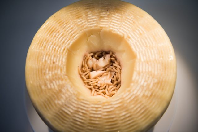 Maggots inside pecorino cheese, aka casu marzu
