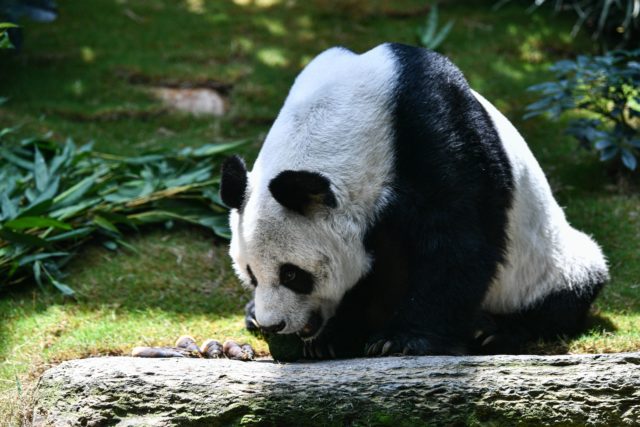 Giant panda An An