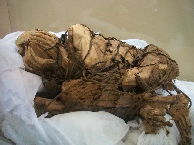 The mummy found at Cajamarquilla in fetal position