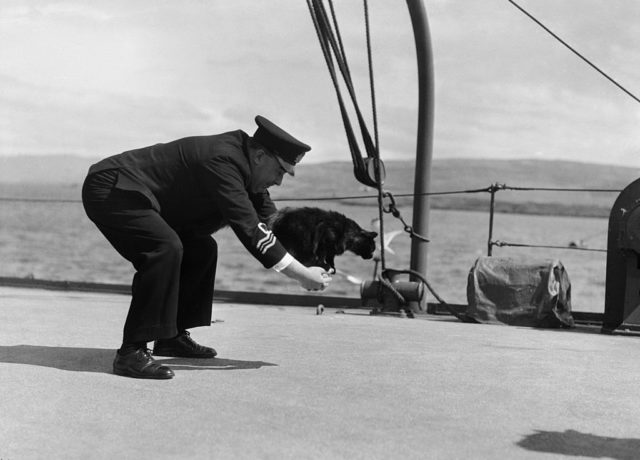 Black and white photo of a man in Naval uniform crouching over with a cat in his hands on board a ship.