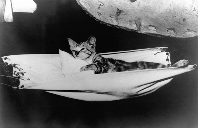 Black and white photo of a tabby cat lying in a small, cat sized hammock. 