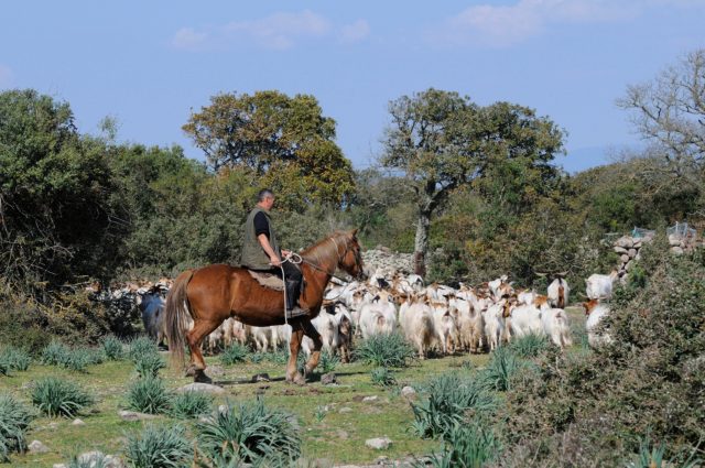 Shepherd and sheep on Sardinia
