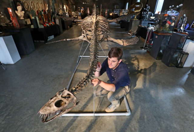 Colored photo of a man kneeling down fixing a Plesiosaur skeleton.