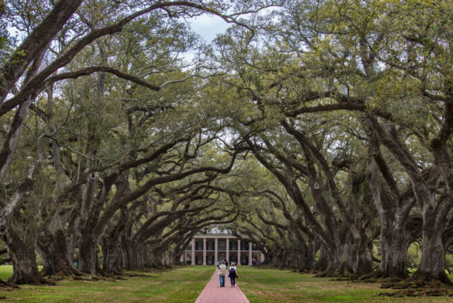 Large live oak trees line the bath towards the main house of Oak Alley Plantation