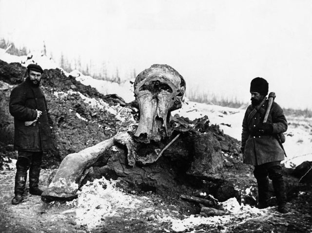 Black and white photo of two men standing beside the unearthed bones of a Woolly Mammoth.