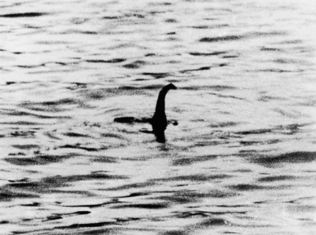 Black and white photo of an animal like trunk sticking out of the water.