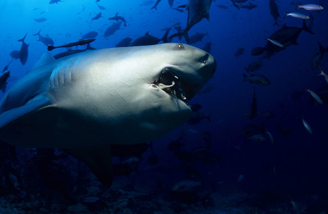 Bull shark with mouth open