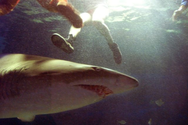 A grey nurse shark seen below the legs of swimmers