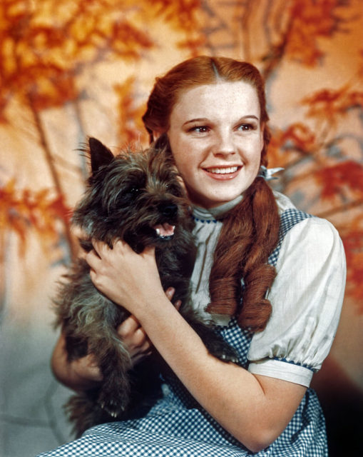 Judy Garland and Terry the dog as Dorothy and Toto in 'The Wizard of Oz'