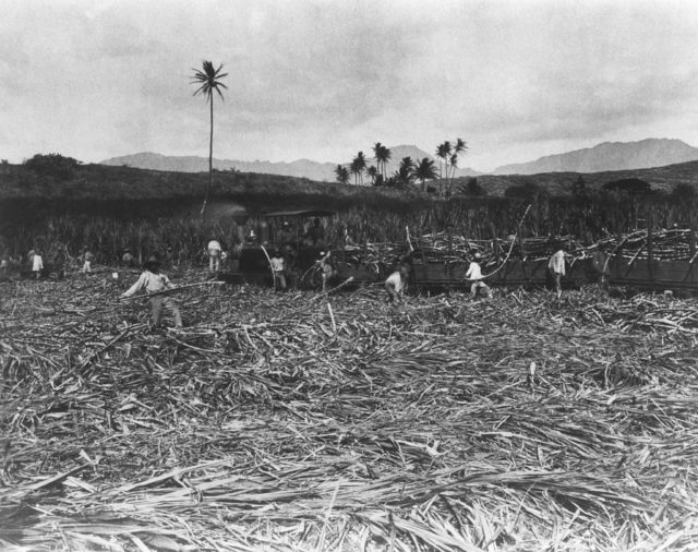 Workers cut sugar cane at a plantation in Hawaii