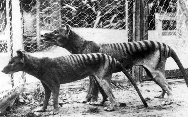 Black and white photo of two Tasmanian tigers in a cage standing side by side.
