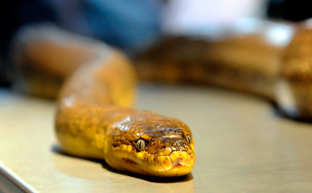 A python