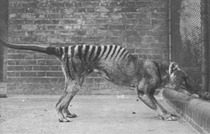Black and white photo of a Tasmanian Tiger in a concrete cage.