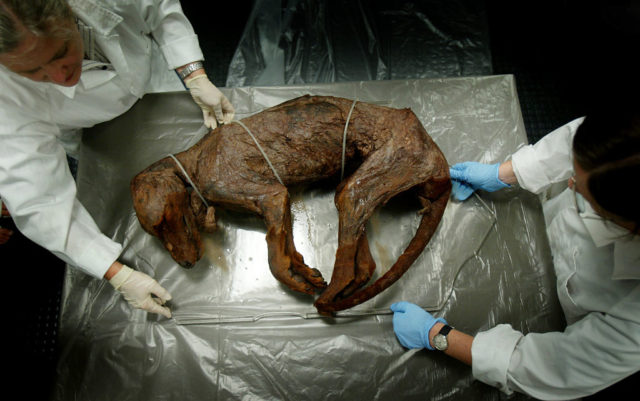 Two scientists looking at the preserved remains of a Tasmanian tiger