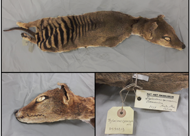 Three-image collage showing a Tasmanian tiger specimen