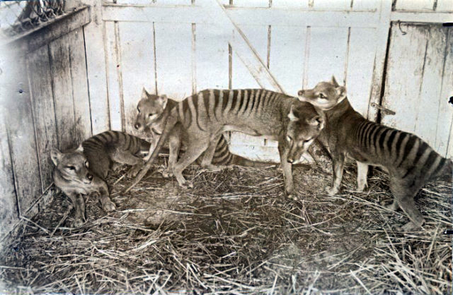 Black and white photo of a group of Tasmanian Tigers huddled together in captivity.