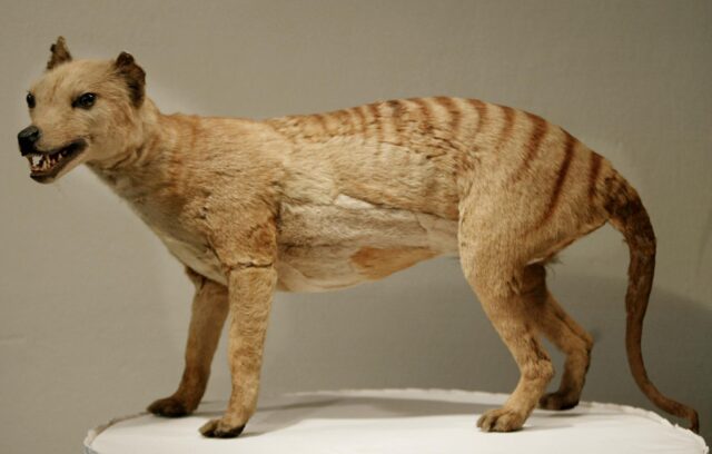 Taxidermied Tasmanian tiger on display