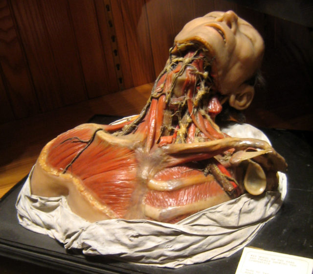 diorama of human chest and neck