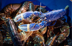 A blue lobster sitting atop a pile of regular lobsters