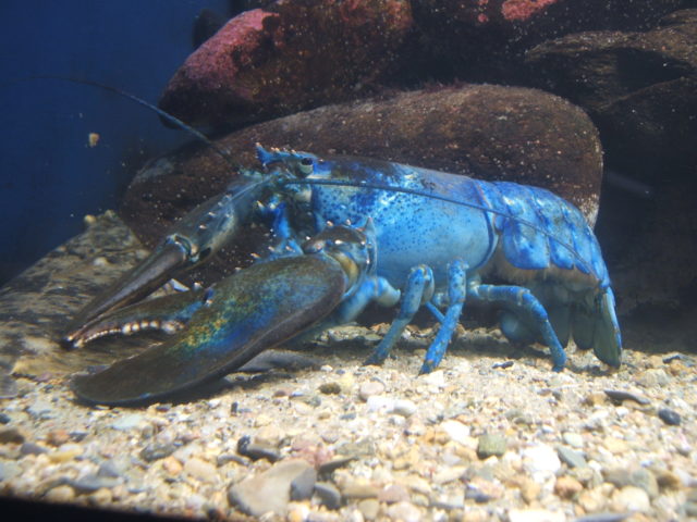 A blue lobster in a tank