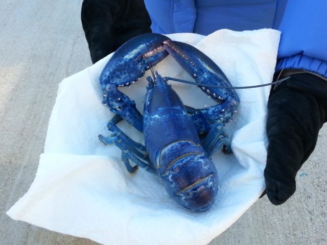 Someone holding a blue lobster 