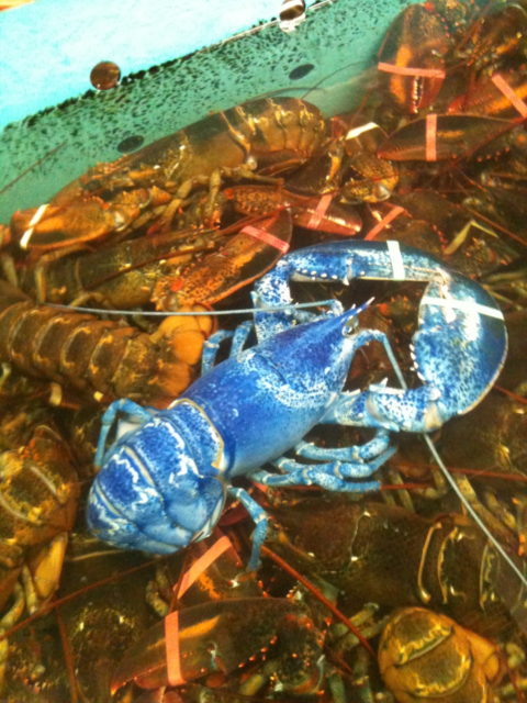 A blue lobster on top of a bunch of regular lobsters