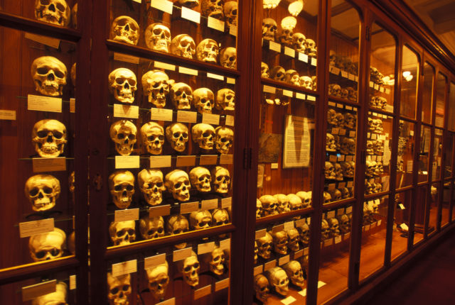 A wall of skulls on display