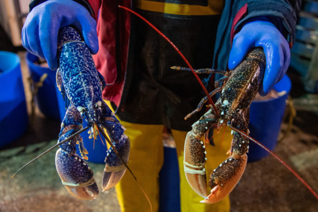 A blue and a regular lobster being held