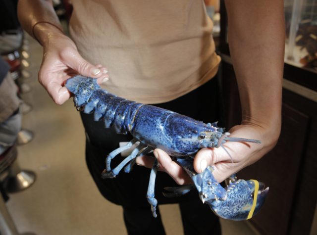 A rare blue lobster is held by waitress Melissa Hamilton at Becky’s Diner on Saturday, October 2, 2010. It is estimated that the chance of catching a blue lobster is about one in two million. (Photo Credit: Gregory Rec / Portland Press Herald / Getty Images)