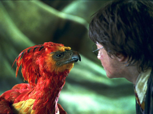 Harry Potter looks at Fawkes the phoenix 