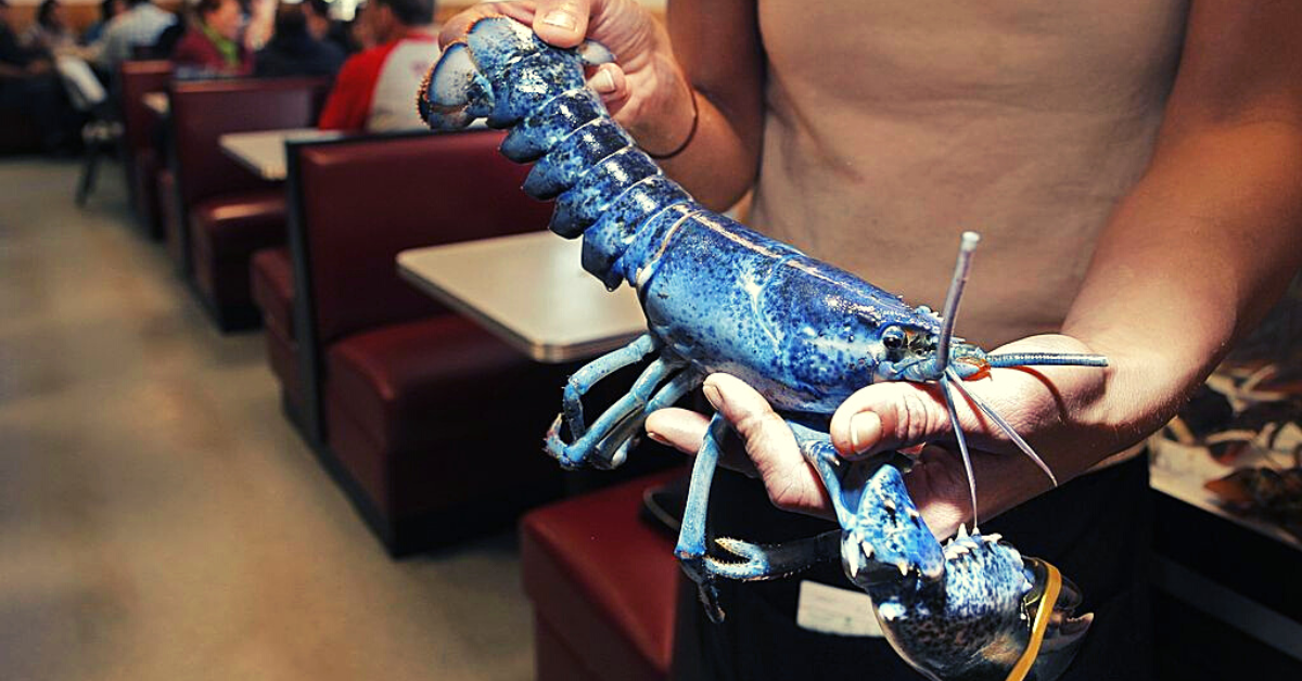 Blue Lobster A OneInTwoMillion Catch