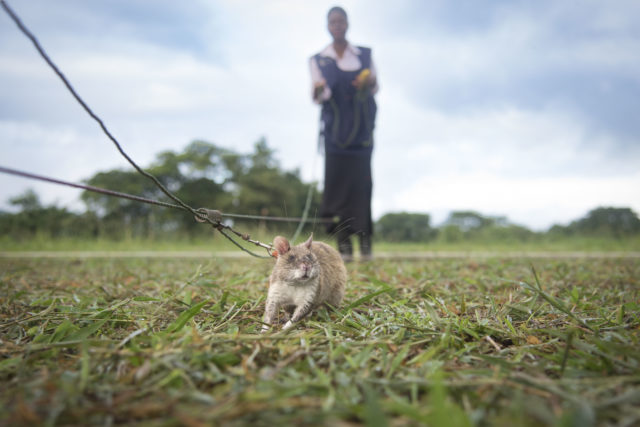 A rat and handler in a field during training