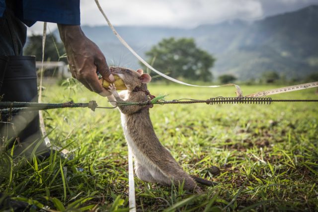 A working rat takes a treat from its handler