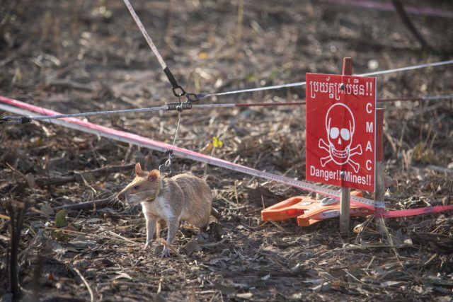 A rat on a lead stands next to a sign warning about the presence of land mines