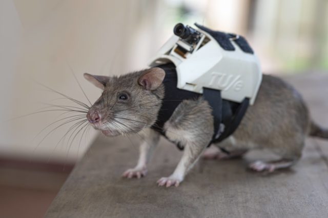 A rescue rat wears a small camera used in training for search and rescue operations. (Photo Credit: APOPO)