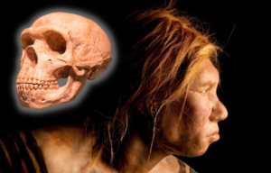 Image of a Neanderthal woman and a Neanderthal skull
