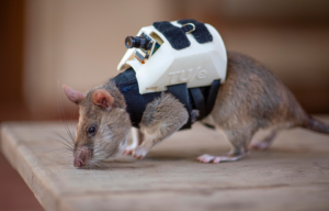 An APOPO Hero Rat with video camera backpack