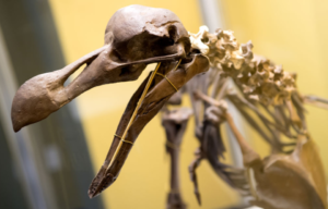 Fossil of a dodo bird