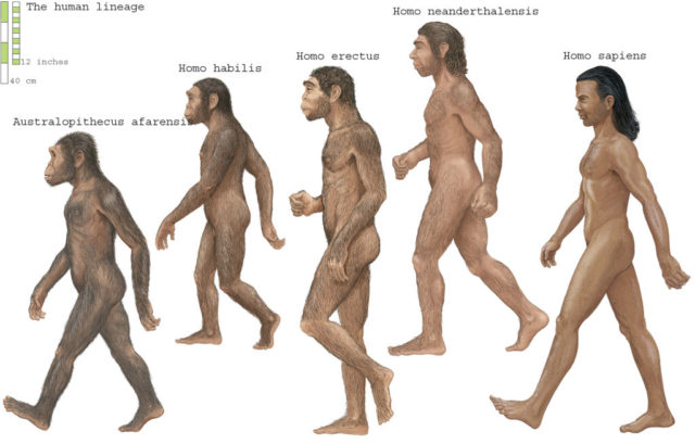 A chart showing the evolution of Homo sapiens