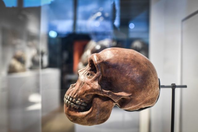 A Neanderthal skull in a museum