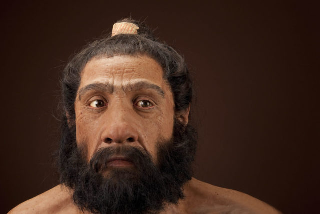 A model of a Neanderthal man's face