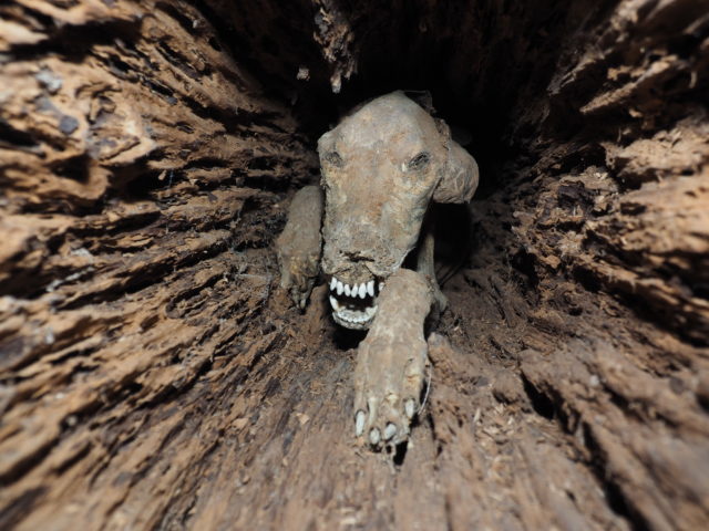 The head and paws of a mummified dog with bright white teeth stuck in the middle of a tree