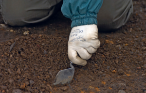 Person wearing a white glove holds a shovel while they dig down into dirt.