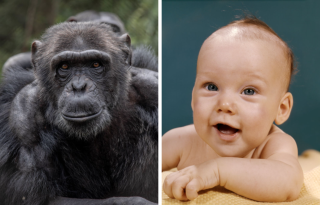 Sibe by side images of a chimpanzee and a smiling baby.