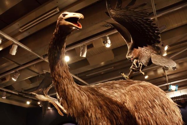 Museum exhibition of a Haast's eagle attack a moa, an emu like animal, on it's back.